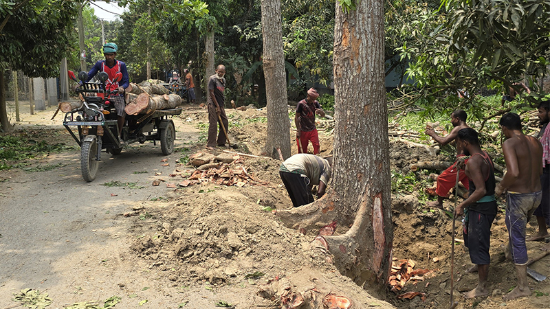 চারঘাটে বিএনপির নেতাদের বিরুদ্ধে সড়কের গাছ কাটার অভিযোগ